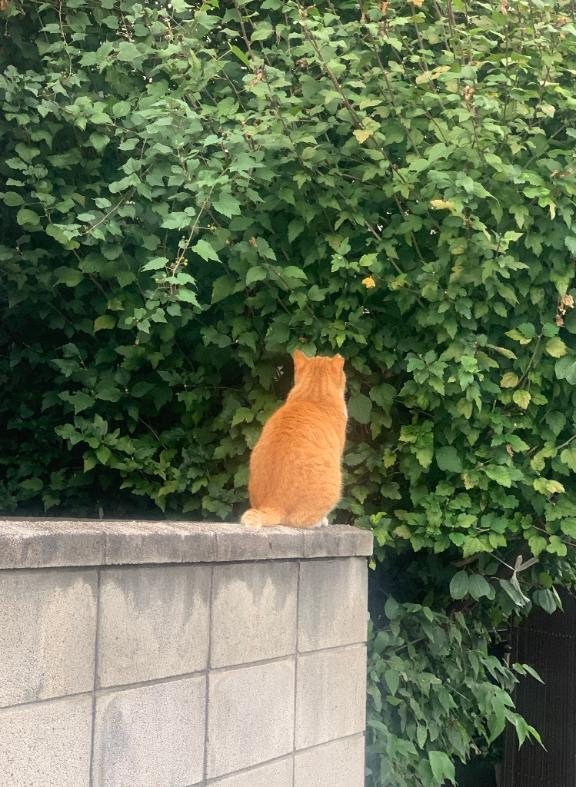 通勤路でよく出会う猫さん💖🐾｜写メ日記｜入江｜品川・五反田 一般デリヘル 品川やすらぎ