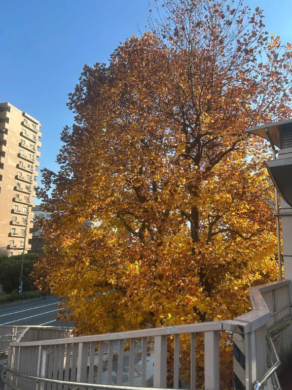 冬は|写メ日記|倉林|品川・五反田 一般デリヘル 品川やすらぎ