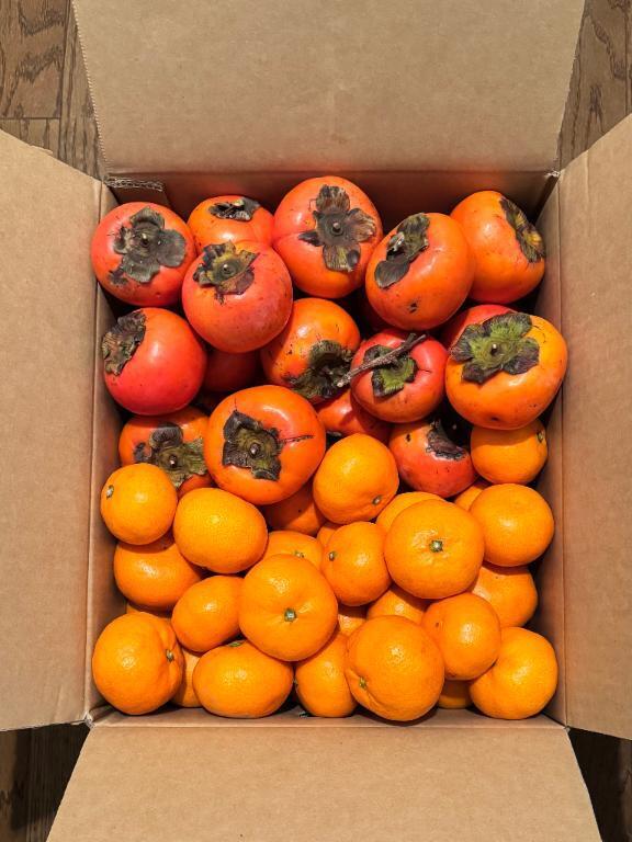 みかん県民の苦悩🍊