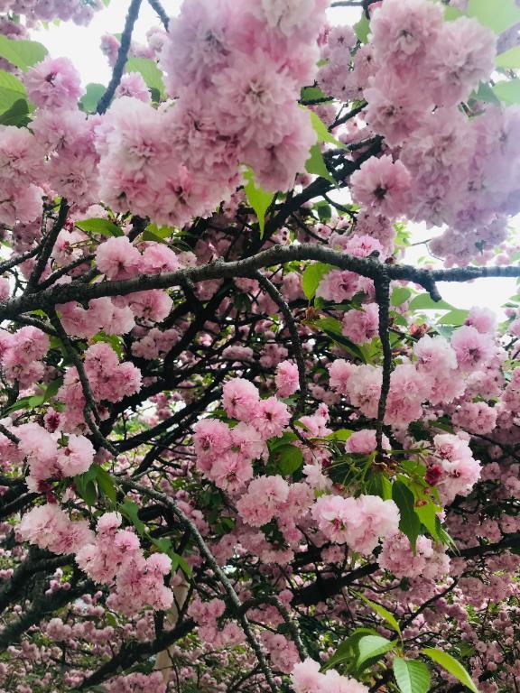 散歩しがち&お知らせ｜写メ日記｜こはる｜大塚・巣鴨 一般デリヘル 大塚デリヘル倶楽部