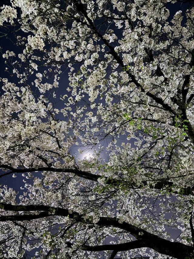 おはよう｜写メ日記｜らら｜鶯谷 ぽっちゃりデリヘル ぷにぷにプリンセス