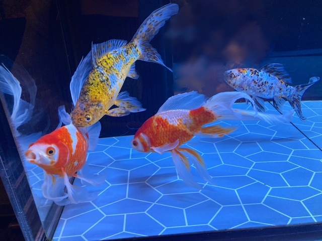 すずしくなーれ｜写メ日記｜このは｜鶯谷 ぽっちゃりデリヘル ぷにぷにプリンセス
