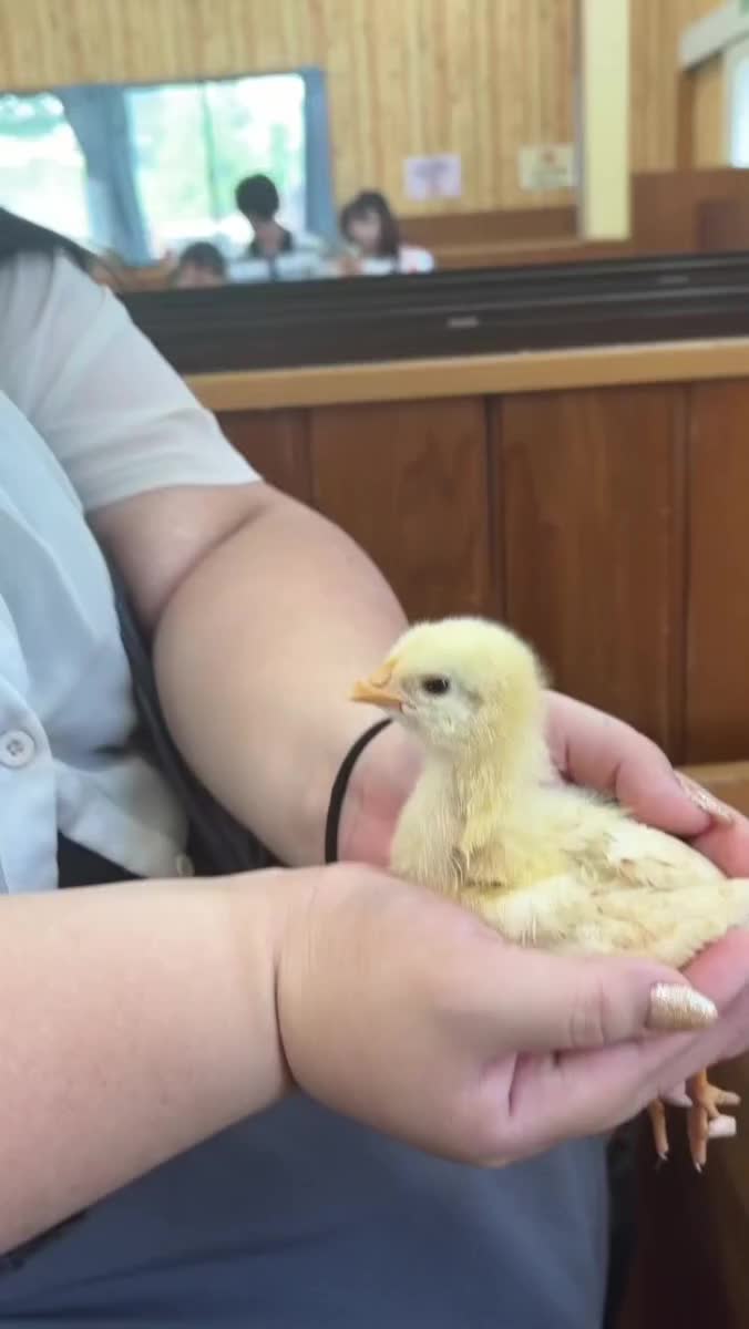 ひよこちゃん🐣