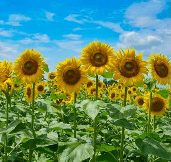 お休みします。｜写メ日記｜きほ｜鶯谷 一般デリヘル 上野デリヘル倶楽部（鶯谷発～）