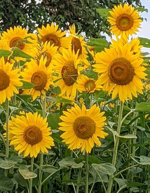 こんばんは｜写メ日記｜じゅりな｜鶯谷 一般デリヘル 上野デリヘル倶楽部（鶯谷発～）