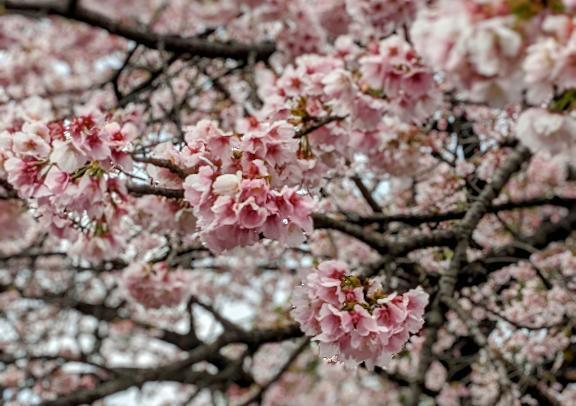強風なサンデー｜写メ日記｜じゅりな｜鶯谷 一般デリヘル 上野デリヘル倶楽部（鶯谷発～）