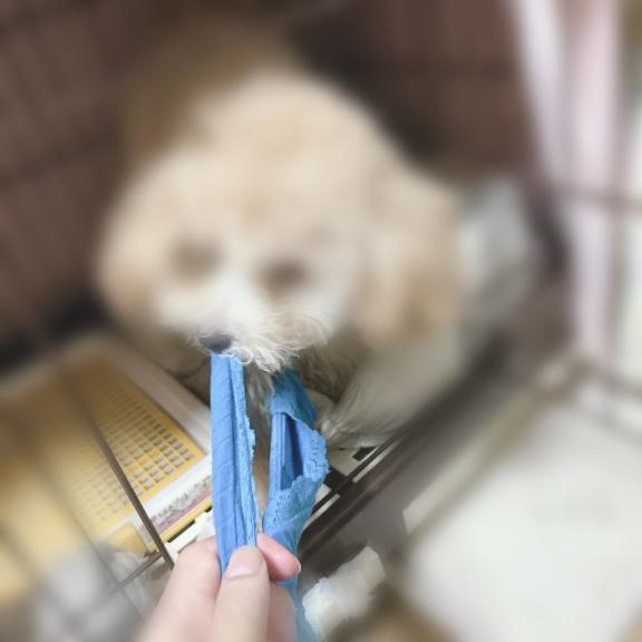 愛犬にぱんつ取られました｜写メ日記｜ひなた｜鶯谷 一般デリヘル 上野デリヘル倶楽部（鶯谷発～）
