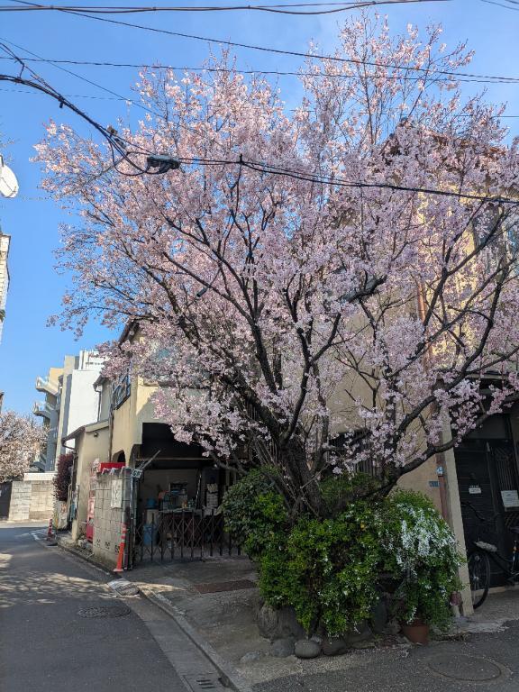 ちょい寒い｜写メ日記｜諸星つきみ｜鶯谷 人妻デリヘル 熟女デリヘル倶楽部