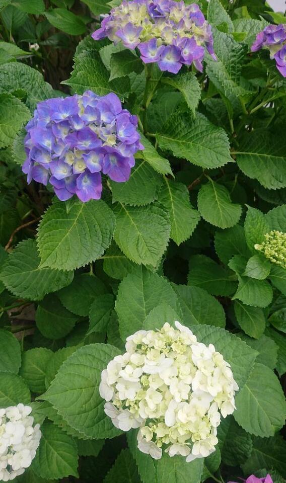 紫陽花きれい｜写メ日記｜ももか｜鶯谷 人妻デリヘル 熟女デリヘル倶楽部