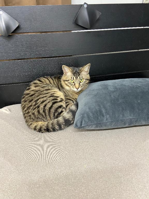 猫｜写メ日記｜みき｜鶯谷 人妻デリヘル 熟女デリヘル倶楽部