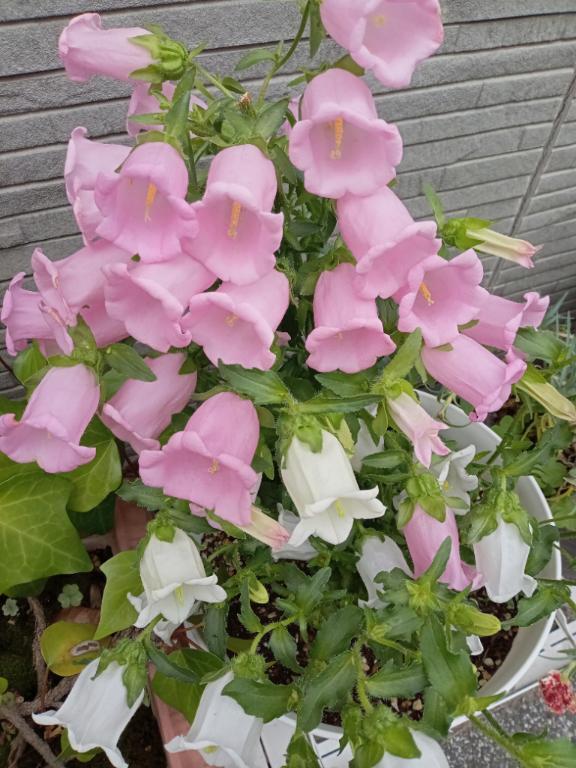 出勤｜写メ日記｜こうめ｜鶯谷 人妻デリヘル 熟女デリヘル倶楽部