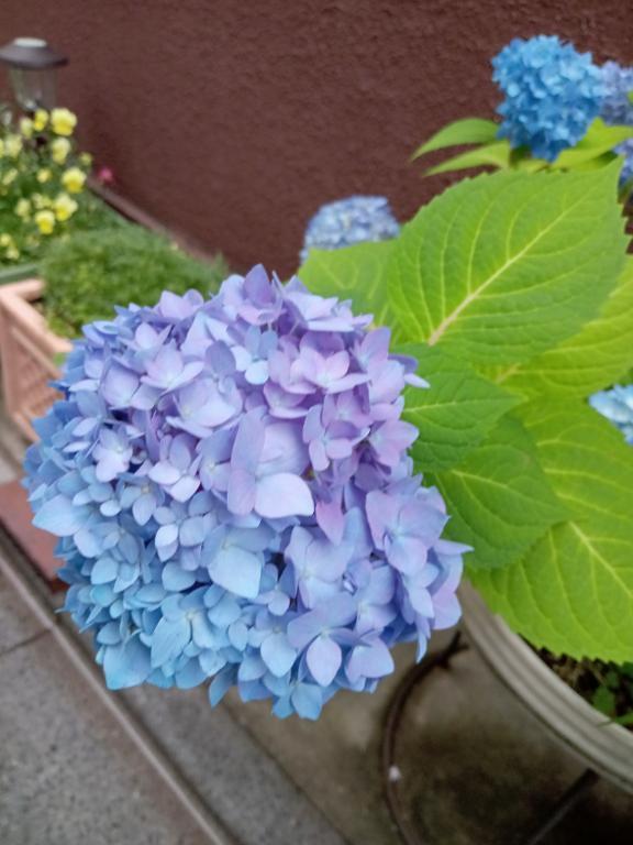 おはようございます｜写メ日記｜こうめ｜鶯谷 人妻デリヘル 熟女デリヘル倶楽部