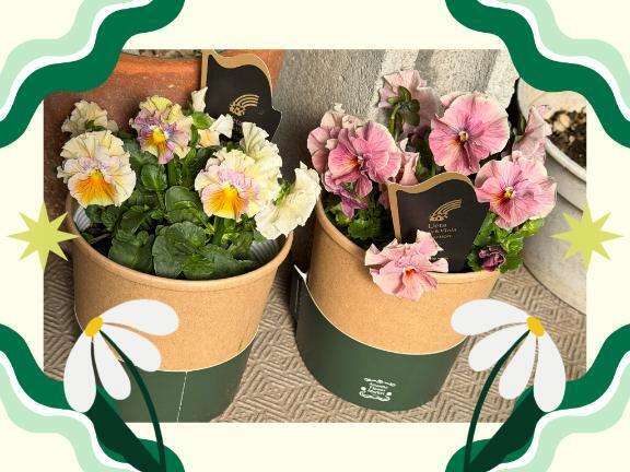 天使の羽衣｜写メ日記｜じゅん｜鶯谷 人妻デリヘル 熟女デリヘル倶楽部