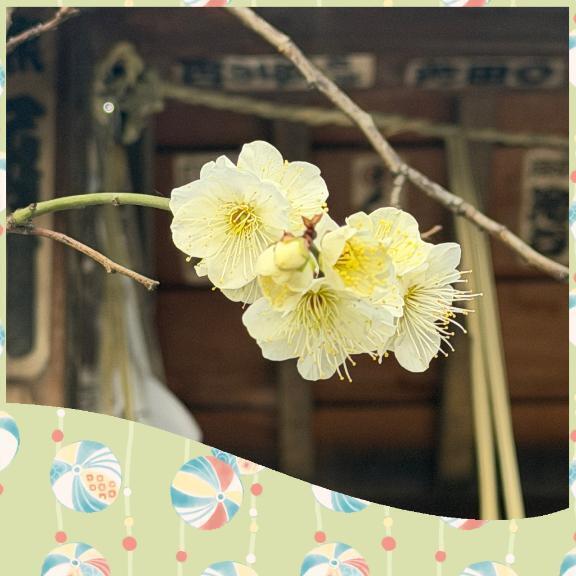 梅｜写メ日記｜じゅん｜鶯谷 人妻デリヘル 熟女デリヘル倶楽部