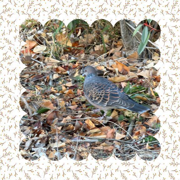 キジバト｜写メ日記｜じゅん｜鶯谷 人妻デリヘル 熟女デリヘル倶楽部