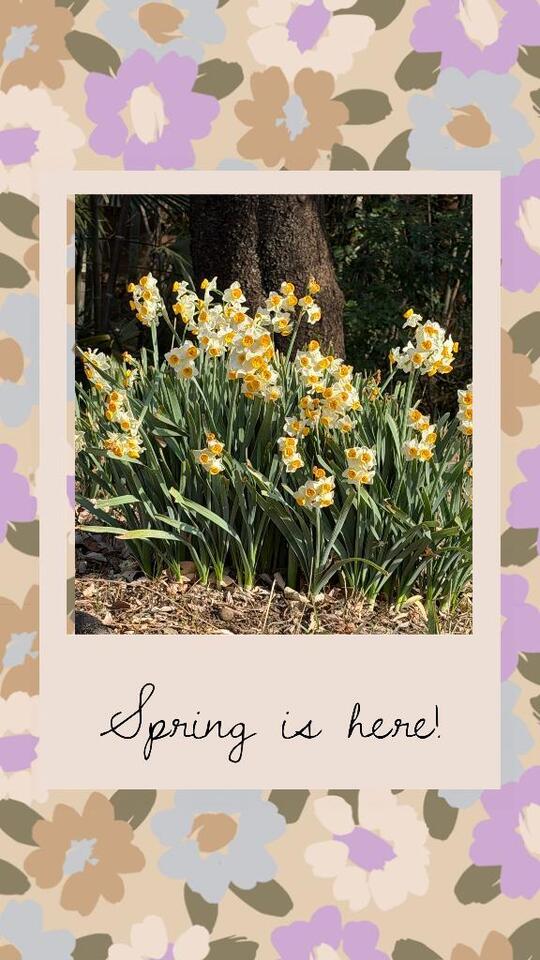 水仙｜写メ日記｜じゅん｜鶯谷 人妻デリヘル 熟女デリヘル倶楽部