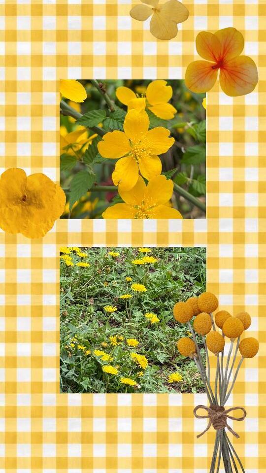 たんぽぽと山吹｜写メ日記｜じゅん｜鶯谷 人妻デリヘル 熟女デリヘル倶楽部