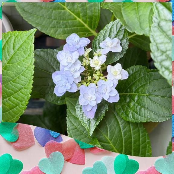 紫陽花｜写メ日記｜じゅん｜鶯谷 人妻デリヘル 熟女デリヘル倶楽部
