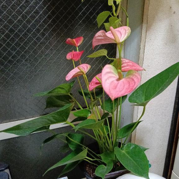 最近のお気に入り(*^^*)｜写メ日記｜晴山るな｜鶯谷 人妻デリヘル 熟女デリヘル倶楽部