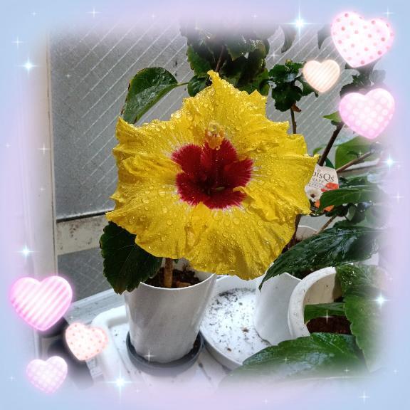 明日出勤します(*^^*)｜写メ日記｜晴山るな｜鶯谷 人妻デリヘル 熟女デリヘル倶楽部