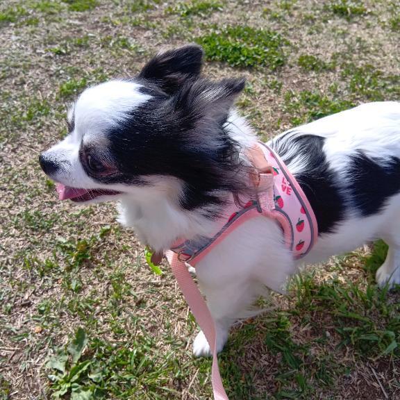 本日は出勤致しますﾟ.(*´`*).ﾟ｜写メ日記｜晴山るな｜鶯谷 人妻デリヘル 熟女デリヘル倶楽部