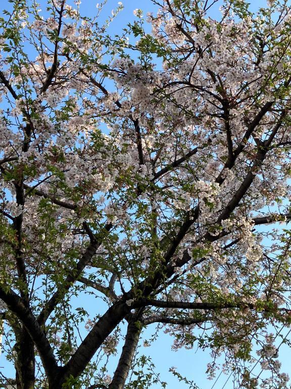 葉桜｜写メ日記｜ふみか｜鶯谷 人妻デリヘル 熟女デリヘル倶楽部