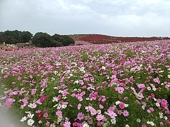 しおりです。｜写メ日記｜しおり｜鶯谷 人妻デリヘル 熟女デリヘル倶楽部