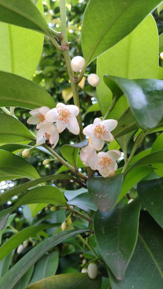 榊の花｜写メ日記｜ひまわり｜鶯谷 人妻デリヘル 熟女デリヘル倶楽部