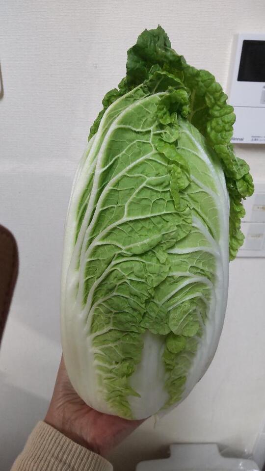 ミニ白菜収穫したよー