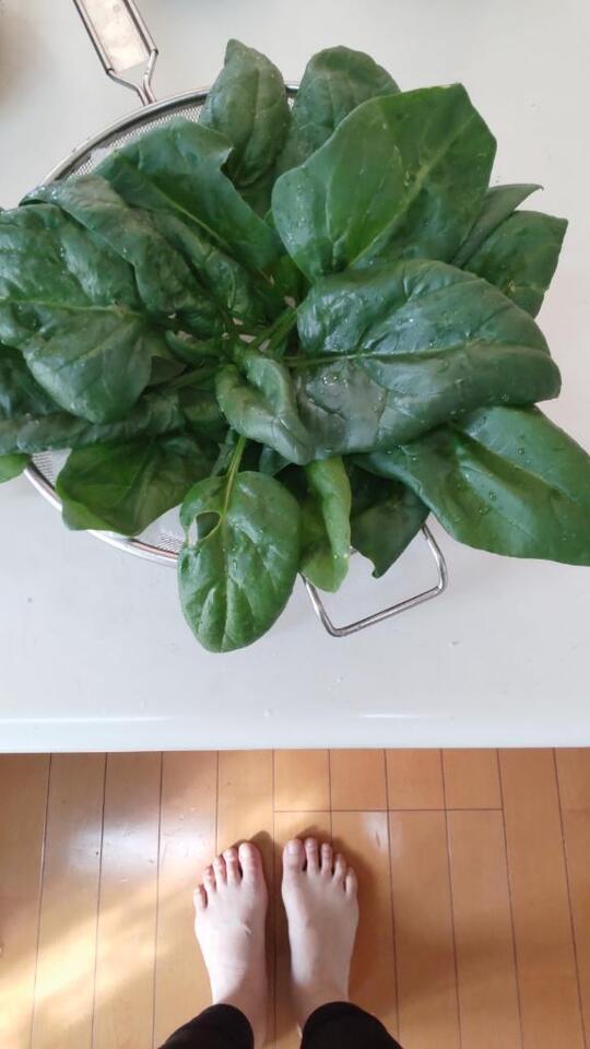 ちぢみほうれん草お裾分けしてきます。