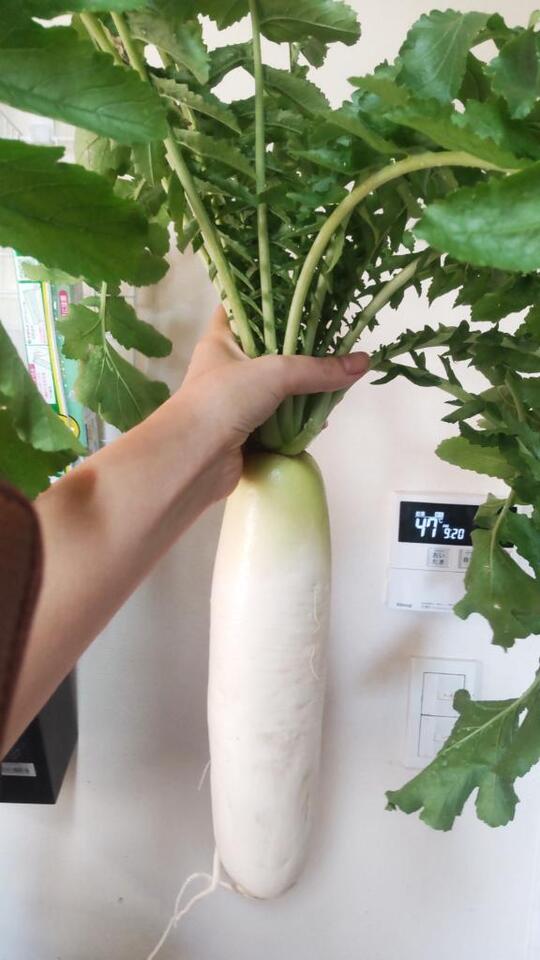 大根サラダが食べたくて、｜写メ日記｜ひまわり｜鶯谷 人妻デリヘル 熟女デリヘル倶楽部