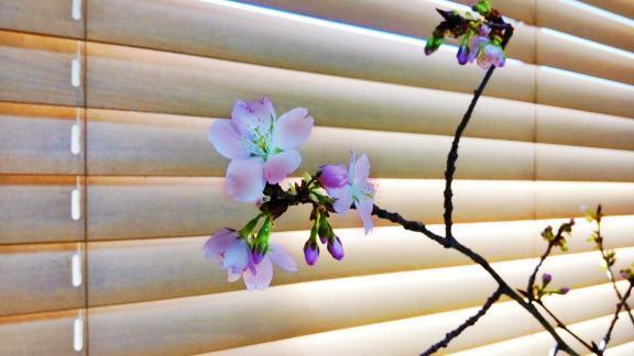 我が家の河津桜｜写メ日記｜ひまわり｜鶯谷 人妻デリヘル 熟女デリヘル倶楽部