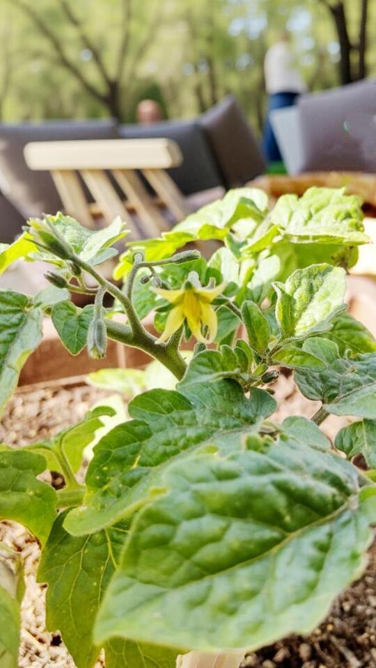 1番花｜写メ日記｜ひまわり｜鶯谷 人妻デリヘル 熟女デリヘル倶楽部