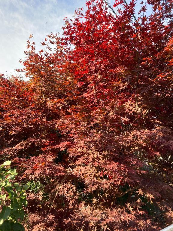 秋のお散歩｜写メ日記｜えりな｜鶯谷 人妻デリヘル 熟女デリヘル倶楽部
