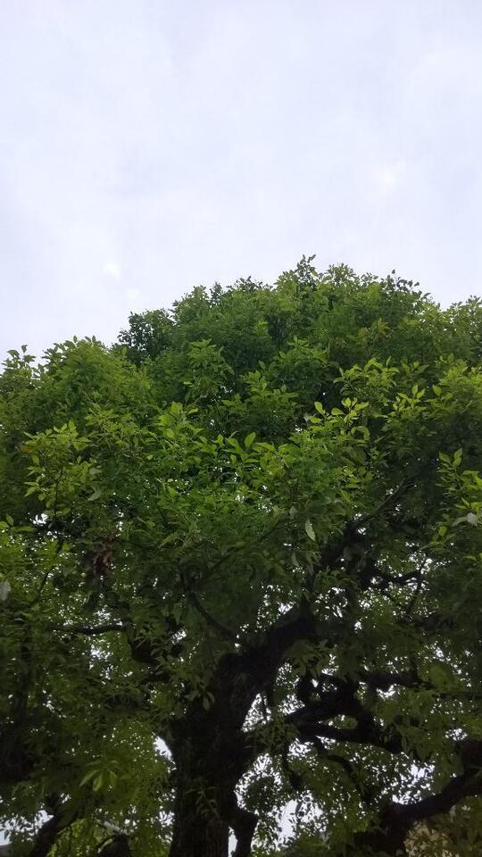 おはようございます