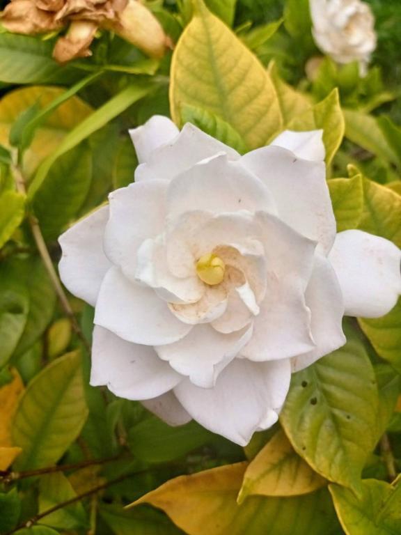 おはようございます｜写メ日記｜東山けいこ｜鶯谷 人妻デリヘル 熟女デリヘル倶楽部