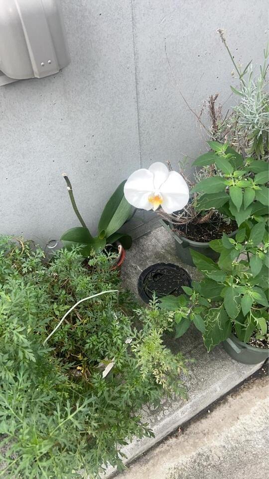 9月1日の御礼｜写メ日記｜まゆ｜鶯谷 人妻デリヘル 熟女デリヘル倶楽部