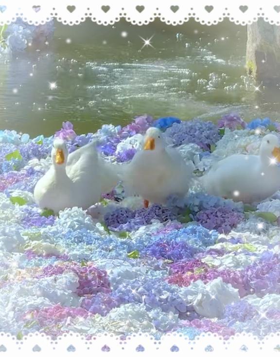紫陽花の上( *´艸｀)