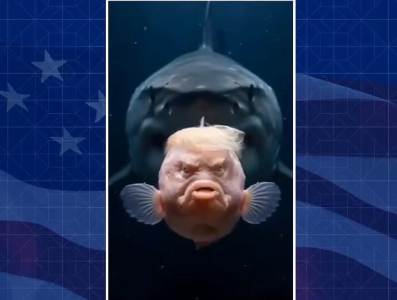 鮫に食べられる絶滅危惧種トランプ｜写メ日記｜クララ｜鶯谷 人妻デリヘル 熟女デリヘル倶楽部