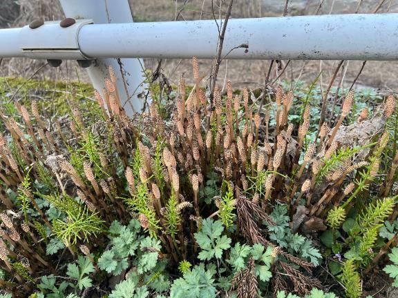 最近見かけないよねえ｜写メ日記｜なるみ｜鶯谷 人妻デリヘル 熟女デリヘル倶楽部