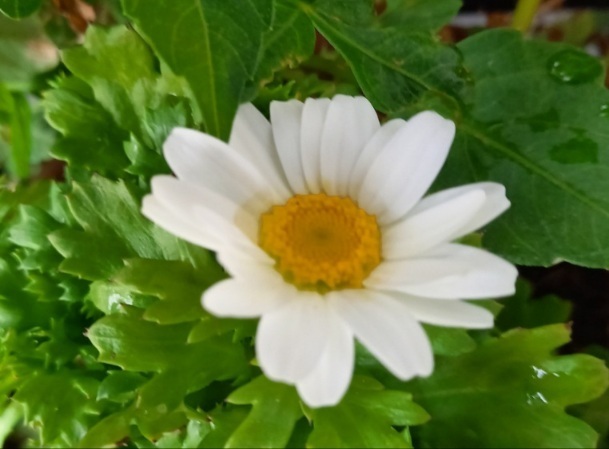 こんばんは🌛｜写メ日記｜マリア｜鶯谷 人妻デリヘル 熟女デリヘル倶楽部