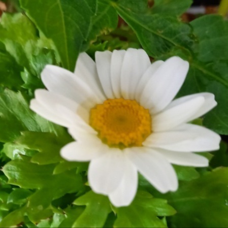 おはようございます｜写メ日記｜マリア｜鶯谷 人妻デリヘル 熟女デリヘル倶楽部