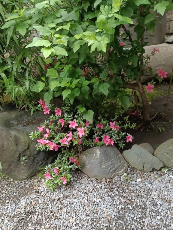 神社｜写メ日記｜とうこ｜鶯谷 人妻デリヘル 熟女デリヘル倶楽部