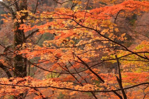 [お題]from:血でていたいおさん