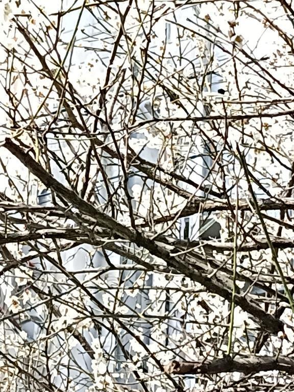 [お題]from:ナツメロばっかさん｜写メ日記｜とうこ｜鶯谷 人妻デリヘル 熟女デリヘル倶楽部