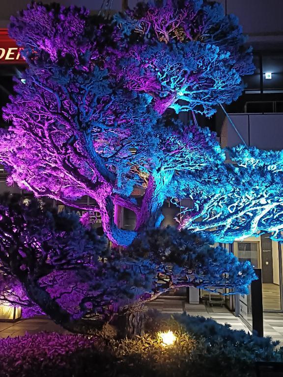 東京から西の桜｜写メ日記｜とうこ｜鶯谷 人妻デリヘル 熟女デリヘル倶楽部