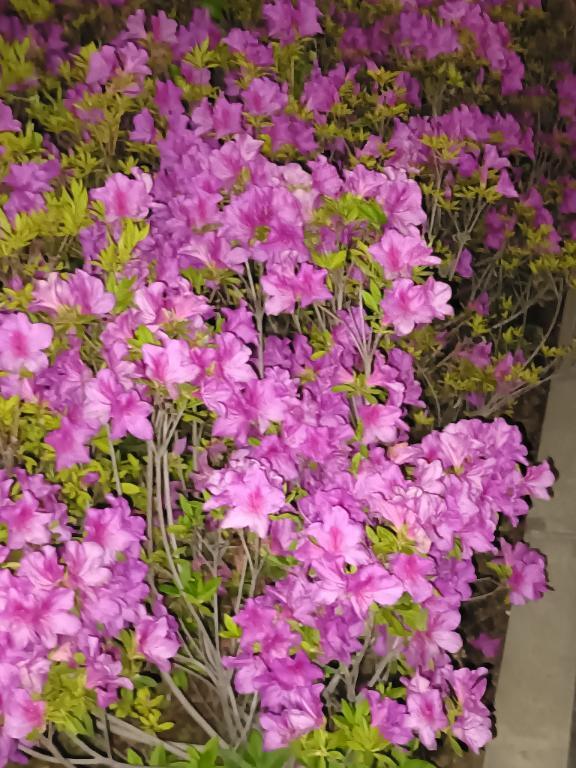 宅配便｜写メ日記｜とうこ｜鶯谷 人妻デリヘル 熟女デリヘル倶楽部