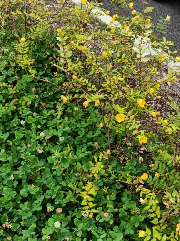 早朝の草取り｜写メ日記｜とうこ｜鶯谷 人妻デリヘル 熟女デリヘル倶楽部