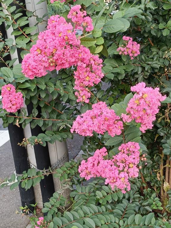 膝が痛い｜写メ日記｜とうこ｜鶯谷 人妻デリヘル 熟女デリヘル倶楽部