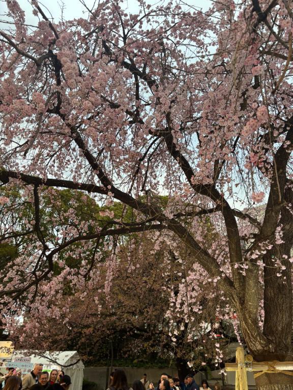 御礼｜写メ日記｜浅宮ゆり｜鶯谷 人妻デリヘル 熟女デリヘル倶楽部